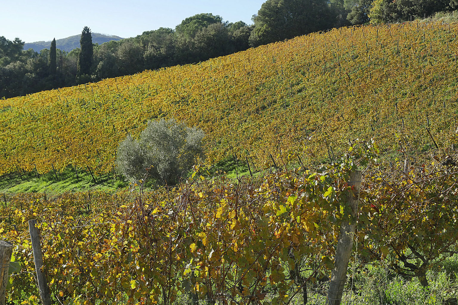 Cantina I Mandorli Suvereto - 5/0
