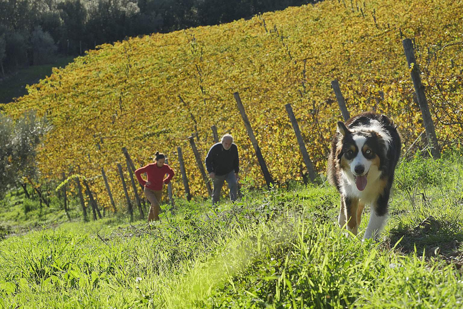 Cantina I Mandorli Suvereto - 4/0