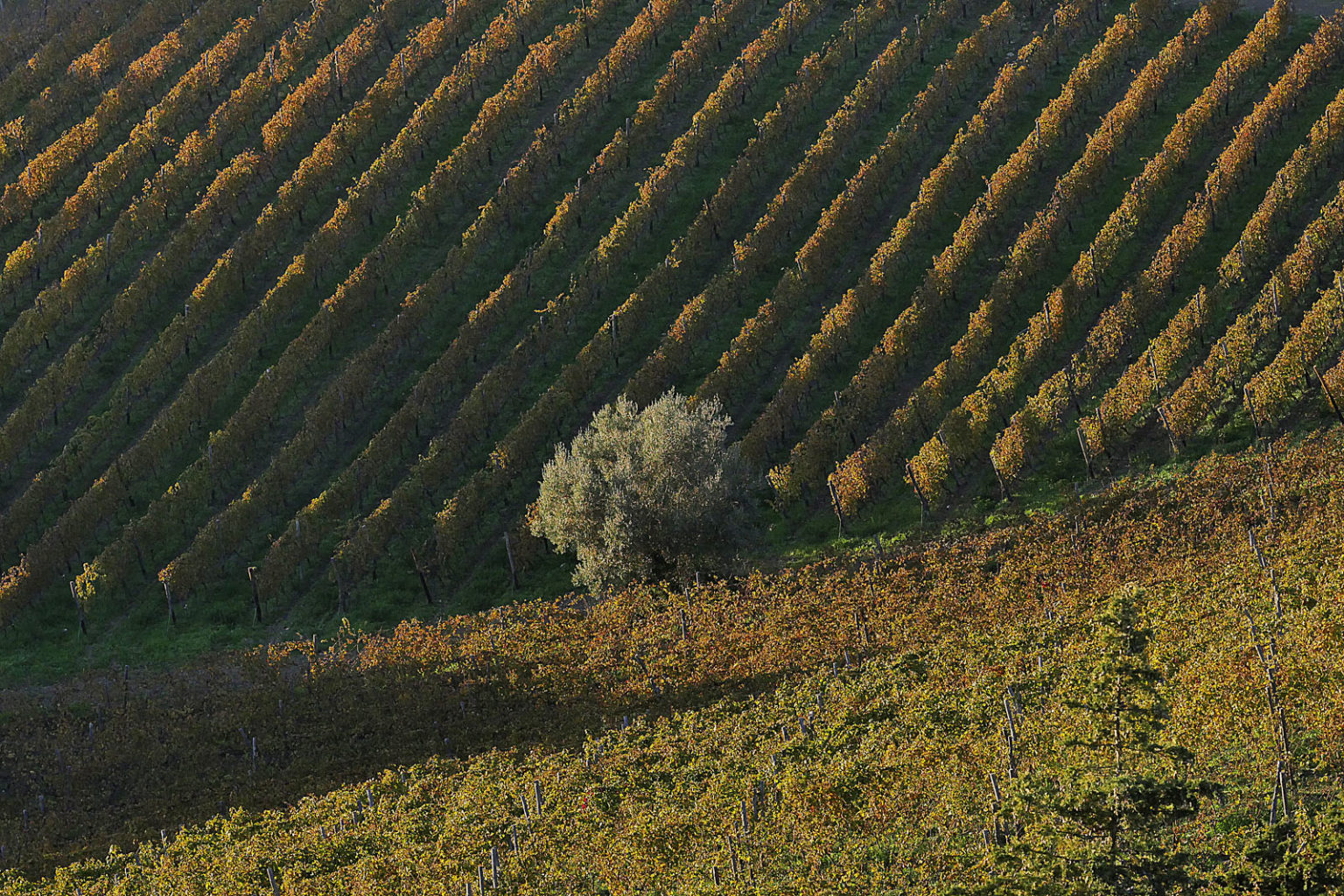 Cantina I Mandorli Suvereto - 3/0