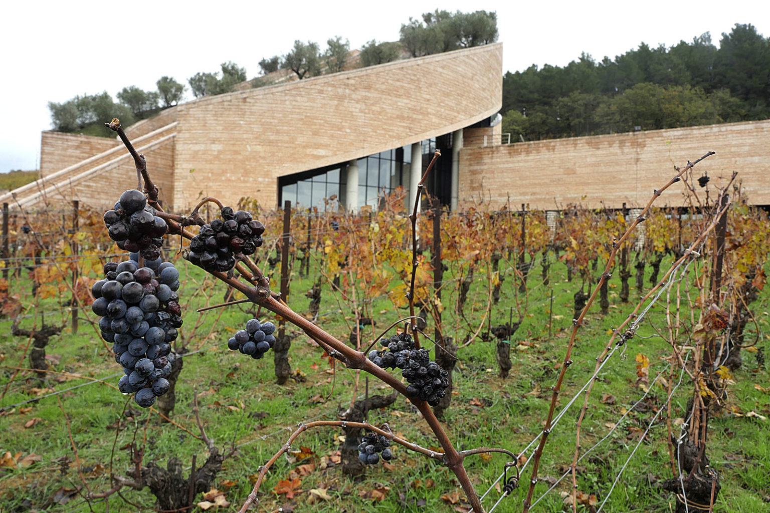 Cantina Petra Suvereto - 3/0