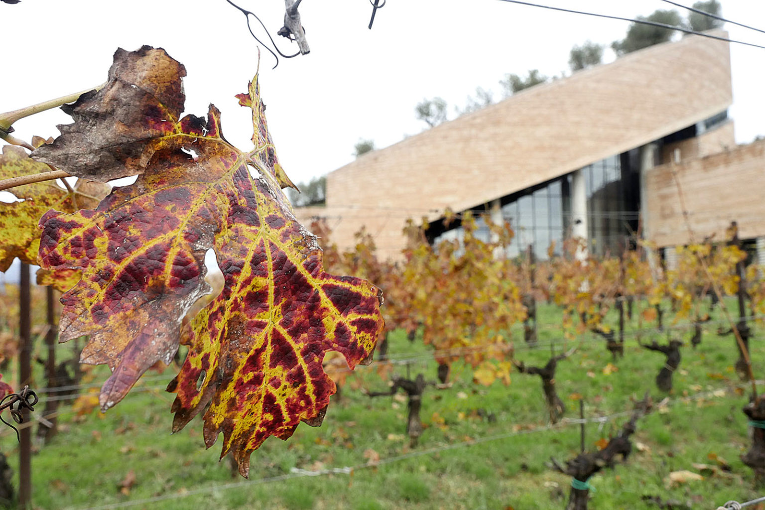 Cantina Petra Suvereto - 5/0