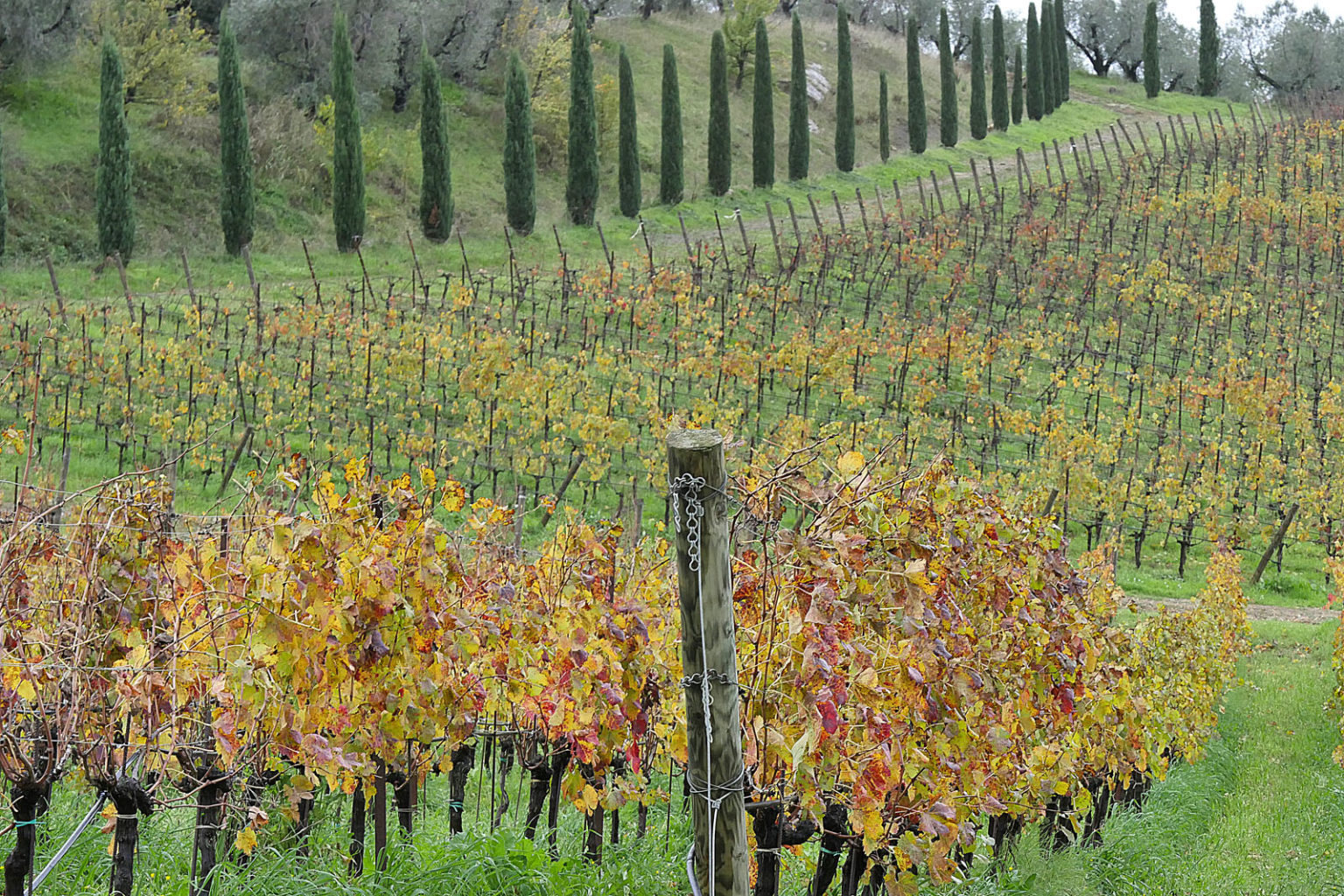 Cantina Petra Suvereto - 6/0