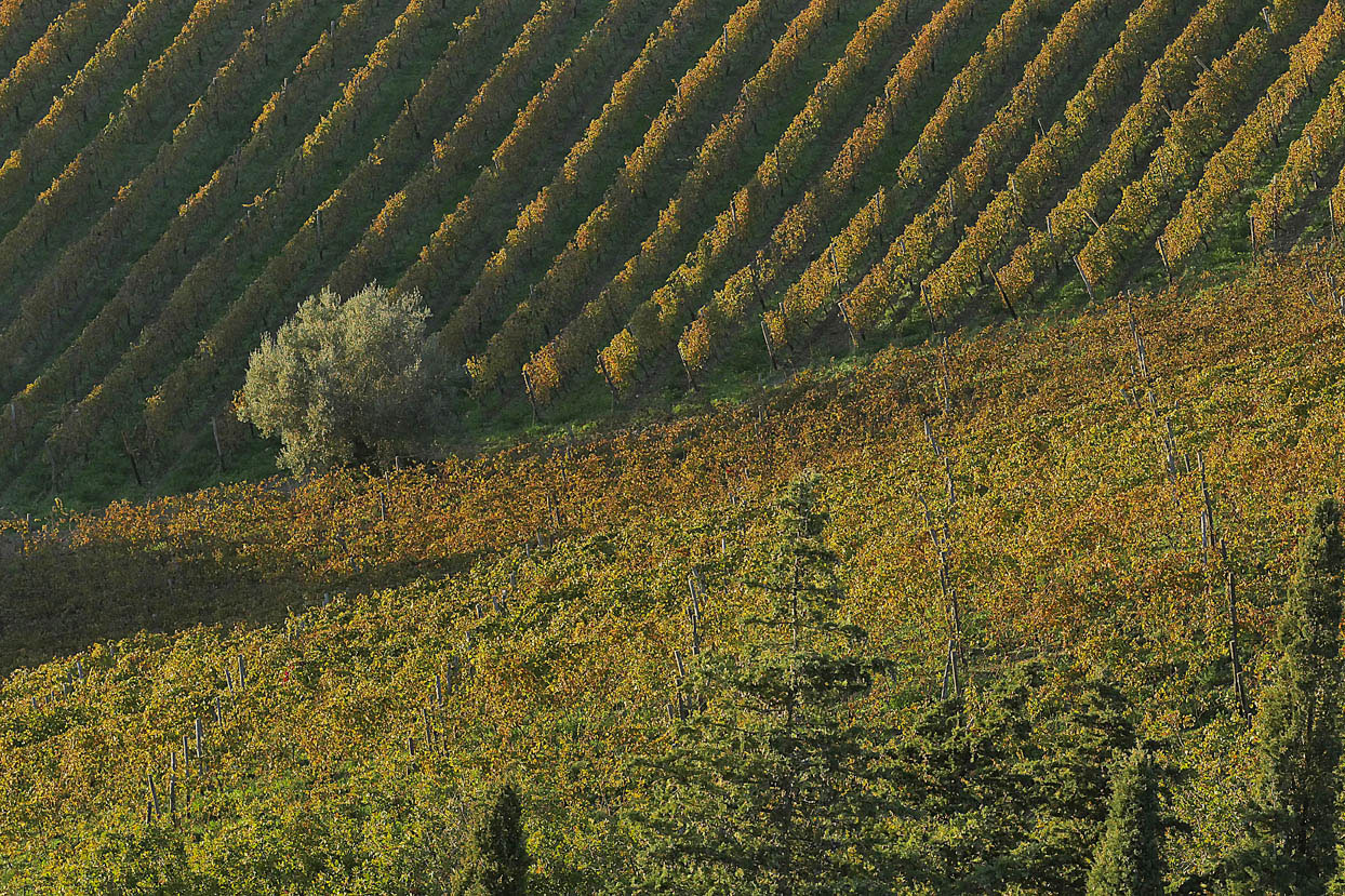 suvereto-vigne