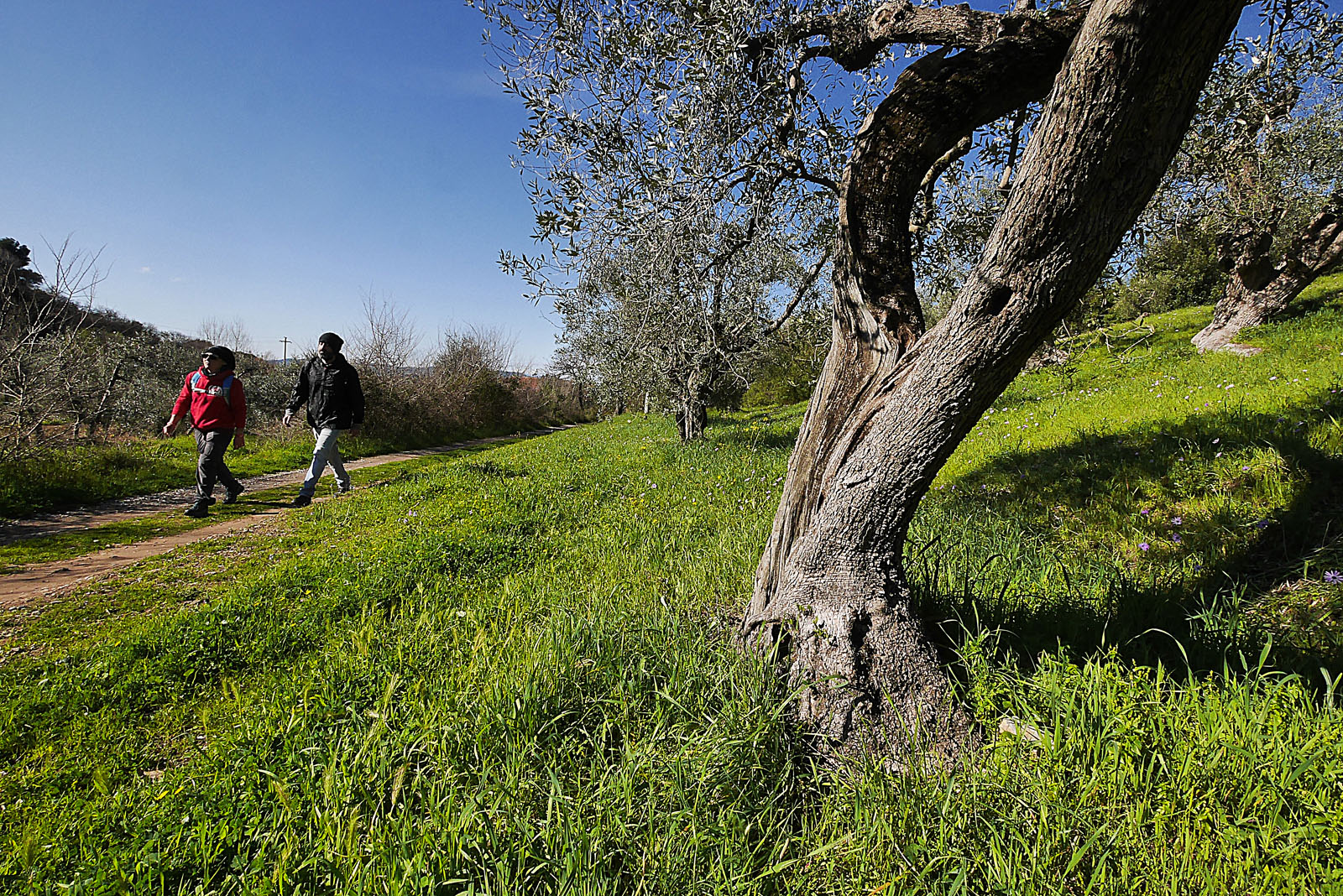 Trekking, Anello del Mercurio, Campiglia Marittima (LI), Toscana, Italia