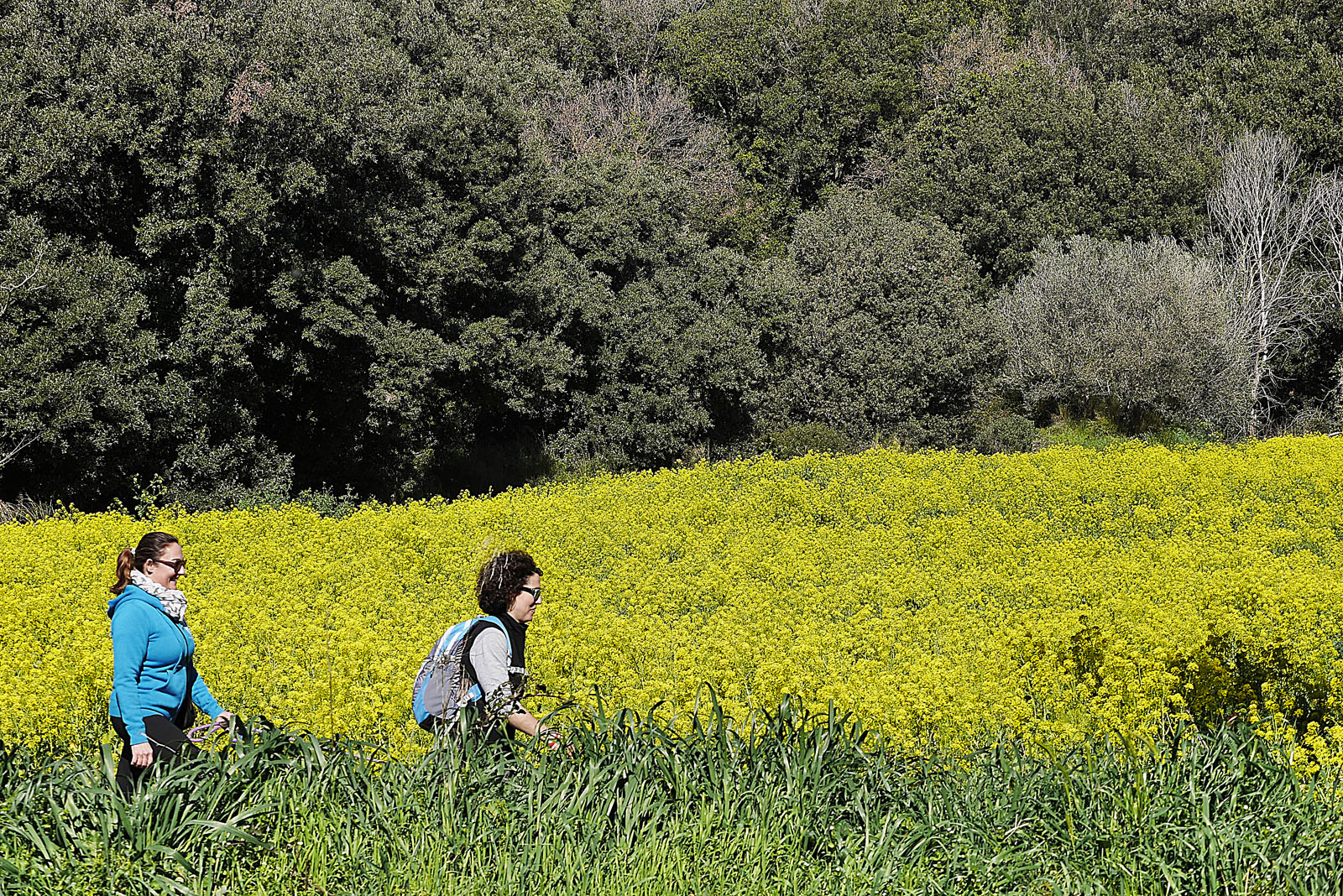 Trekking, Anello del Mercurio, Campiglia Marittima (LI), Toscana, Italia