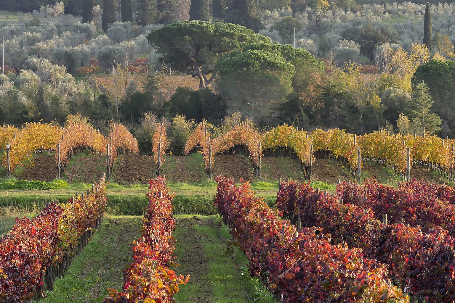 Cantina Bulichella Suvereto - 2/0