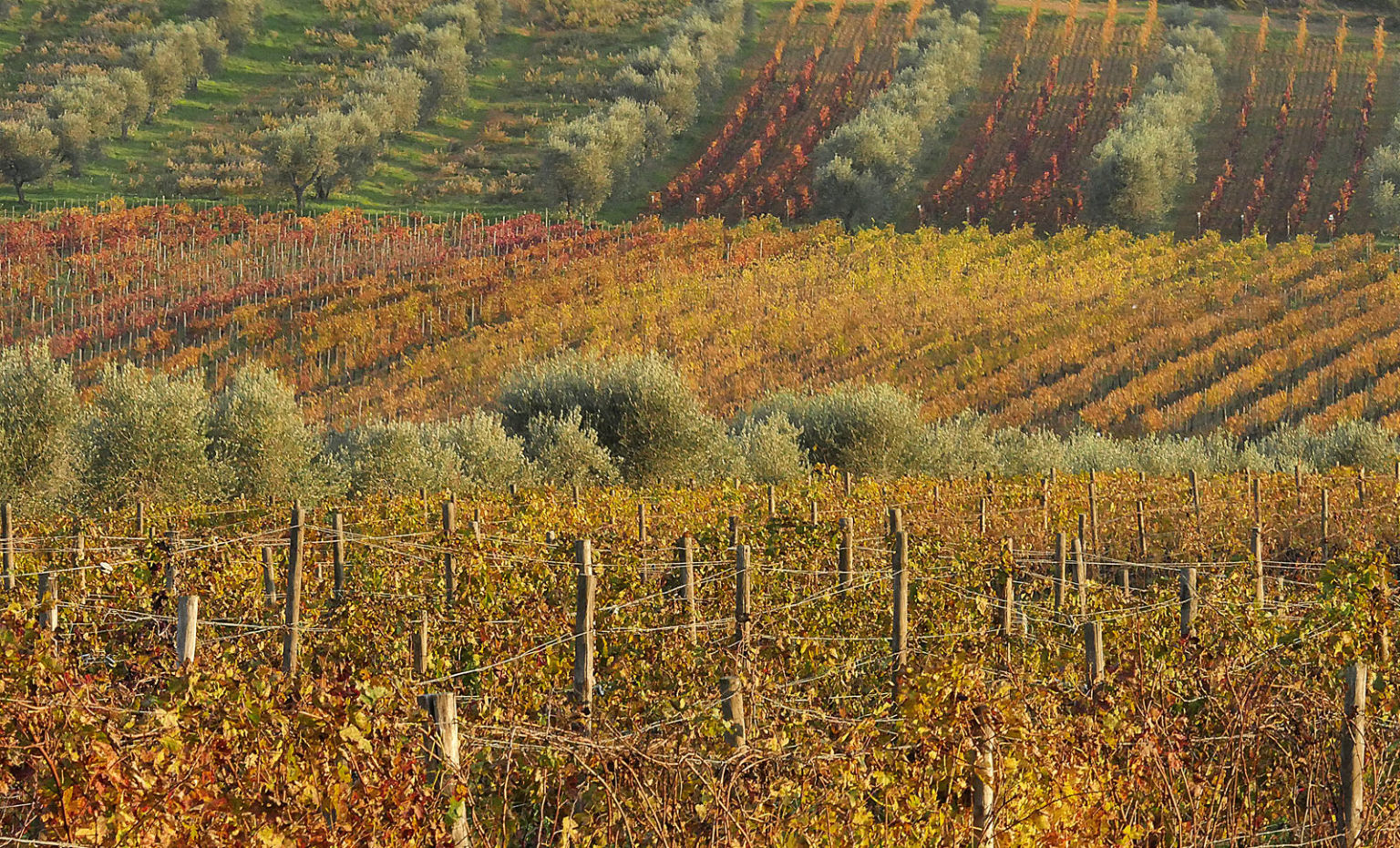 Cantina Bulichella Suvereto - 3/0