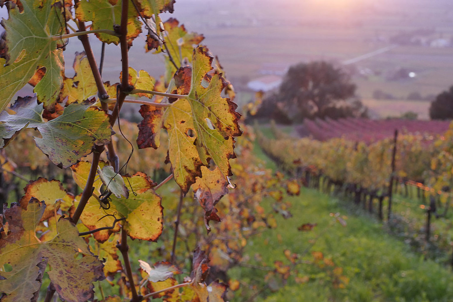 Cantina Bulichella Suvereto - 1/0