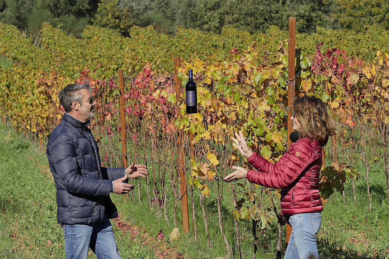 Cantina Renis Suvereto - 2/0