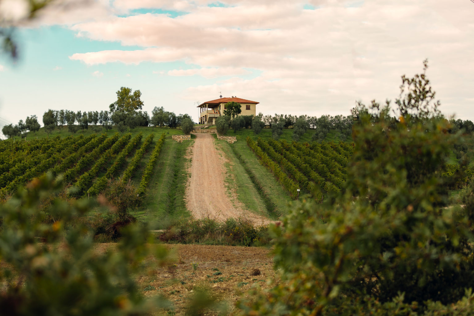 Cantina Tenuta La Batistina Suvereto - 2/0