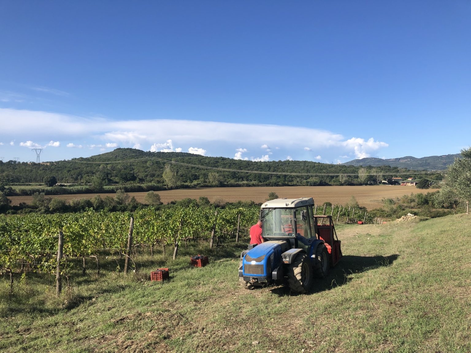 Cantina Tenuta La Batistina Suvereto - 4/0