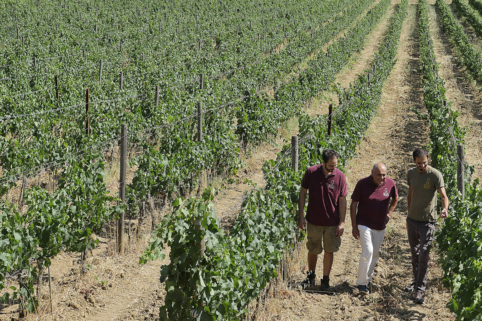 Cantina Rigoli Suvereto - 3/0